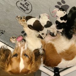 Dachshund Puppies from Infinity Dachshunds