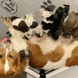 Dachshund Puppies from Infinity Dachshunds