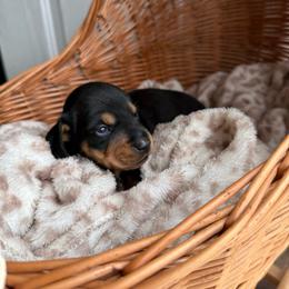 Luis - Black and tan male Dachshund puppy in Ecru, Mississippi from Toddy Kennels
