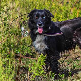 Jazzi - Australian Shepherd