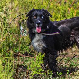 Jazzi - Australian Shepherd