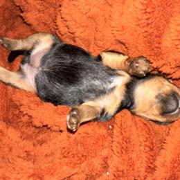 Girl 1 - Black and tan female Yorkshire Terrier puppy in Kissimmee, Florida from The Yorkie House