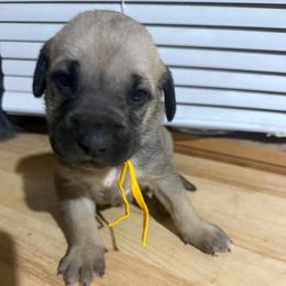 Yellow - Yellow female Black Mouth Cur puppy in Warsaw, Missouri from Heritage Cow Dogs