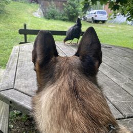 Belgian Malinois All Grown Up from Detto Fatto Malinois
