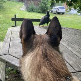 Belgian Malinois All Grown Up from Detto Fatto Malinois