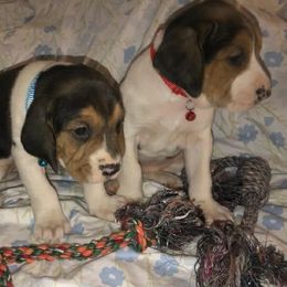 Ethel - Tri-colored female Treeing Walker Coonhound puppy in Vermontville, Michigan from Stackem Up Kennel