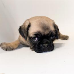 Moe (orange) - Fawn male Pug puppy in Hereford, Arizona from Broken Road Ranch Pugs