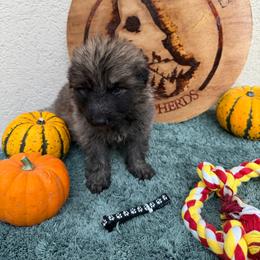 Black Collar Male - Sable male German Shepherd puppy in Columbus, Mississippi from Olde Wolfe German Shepherds