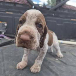 Washington - White and chestnut male Bracco Italiano puppy in Silver Summit, Utah from Snow Peak Kennel