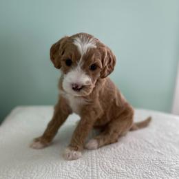Nutmeg - Red  female Goldendoodle puppy in Stanford, Kentucky from Holloway Goldendoodles