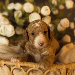 Cupid - Red  male Goldendoodle puppy in Georgia from Mother of Golden Doodles