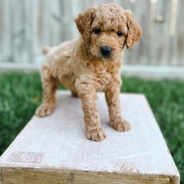 Goldendoodle Puppies from Sweet T Doodles