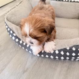Toby - Chocolate male Shih Tzu puppy in Indianapolis, Indiana from Hope Shih tzu