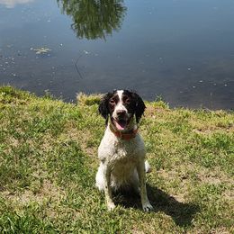 English Springer Spaniel All Grown Up from Jackpine Forest Springers