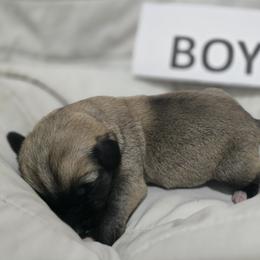 Anatolian Shepherd Dog Puppies from Florida Anatolian Shepherds