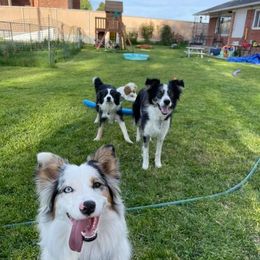Australian Shepherds from Wild Magic Aussies