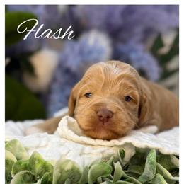 Flash - Apricot male Australian Labradoodle puppy in Gladstone, Oregon from Beaver State Labradoodles