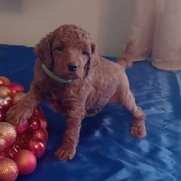 Mystery - Red  male Poodle puppy in Licking, Missouri from Majestic Embrace Poodles