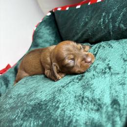 Donna - Brindle female Dachshund puppy in Lake City, Florida from My Ditzy Doxies of Florida