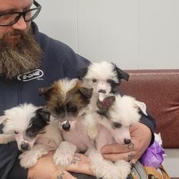 Chinese Crested Puppies from Crestie Charm Cottage