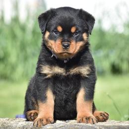 Velvet - Black and mahogany female Rottweiler puppy in Catawissa, Pennsylvania from Sharp Ridge Rottweilers