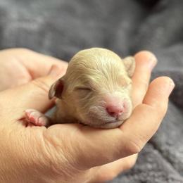 Boy 1 - Apricot male Goldendoodle puppy in Wharton, Texas from Little Fur Friends