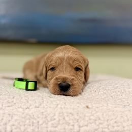 Green collar boy - Apricot male Goldendoodle puppy in Dupont, Washington from Willow Tree Doodles