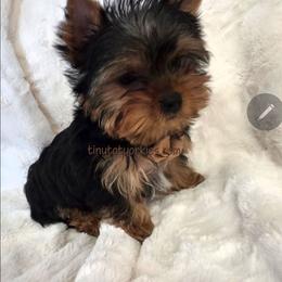 Mr. Bentley - Black and gold male Yorkshire Terrier puppy in Salem, Missouri from Tiny Tot Yorkies