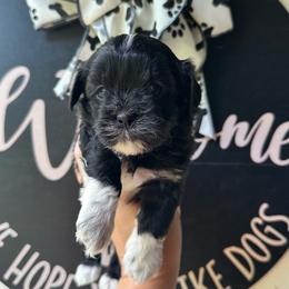 Black Male - Black and white male Shihpoo puppy in Asheboro, North Carolina from Southern Bred Pups