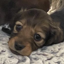 Dachshunds from Royal Champion Dogs