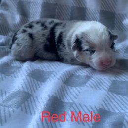 American Corgis from Lucky Chance Ranch Corgis