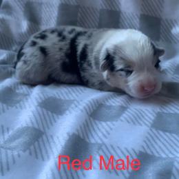 American Corgis from Lucky Chance Ranch Corgis