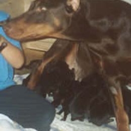 Doberman Pinschers from Roberto Zorzi