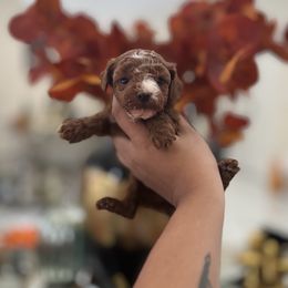 Lulú - Red  female Poodle puppy in Miami, Florida from Poodles 4 Life