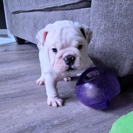 Freckles - Brindle male Bulldog puppy in Brookshire, Texas from Daisy’s Bully Bloom
