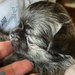 Stripes - Chocolate brindled fawn male Chihuahua puppy in Tecumseh, Oklahoma from Callie’s Happy Chihuahuas, Callie’s Happy Treasures LLC