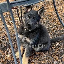 Silver - Black and tan female German Shepherd puppy in Liberty Hill, Texas from Liberty Shepherds