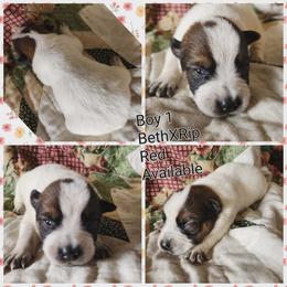Boy 1 - Red mottled male Australian Cattle Dog puppy in Bradford, Arkansas from Cedar Rock Heelers and Kelpies