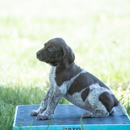 German Shorthaired Pointer and Vizsla Puppies from Nosam Kennels