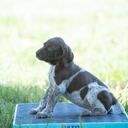 German Shorthaired Pointer and Vizsla Puppies from Nosam Kennels
