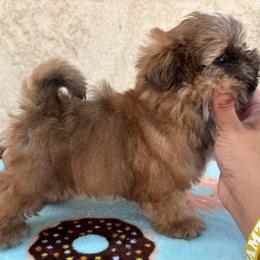 Mario - Gold and white male Shih Tzu puppy in Central, California from Ling Ling’s Shih Tzu
