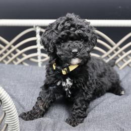 Yellow collar - Phantom female Poodle puppy in Edmond, Oklahoma from The Redbud Roost