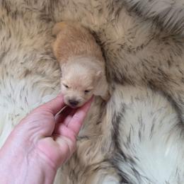 Puppy 6 - Cream female Pomeranian puppy in Lebanon, Indiana from Duran's Huskies and Pomeranians