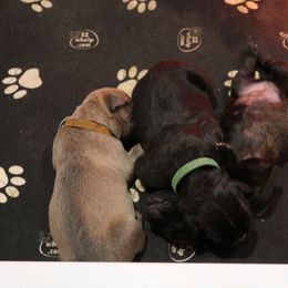 Cane Corso Puppies from Paw city llc