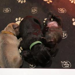 Cane Corso Puppies from Paw city llc