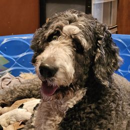 Bug - Bernedoodle