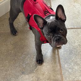 French Bulldog All Grown Up from Hogue's Family Frenchie's