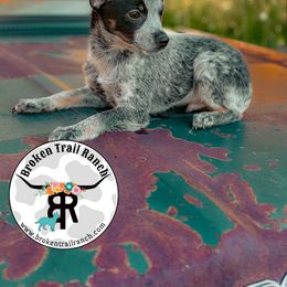 Brooks - Blue male Australian Cattle Dog puppy in Kalispell, Montana from BTR Australian Cattle Dogs