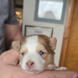 Reba - Merle female Pomsky puppy in Elgin, Oregon from Kenna'z Kuddly Pomskiez