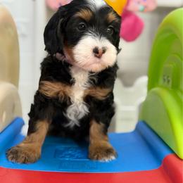 Blossom - Purple - Tri-color female Bernedoodle puppy in Yuciapa, California from AlltheDoodlez_